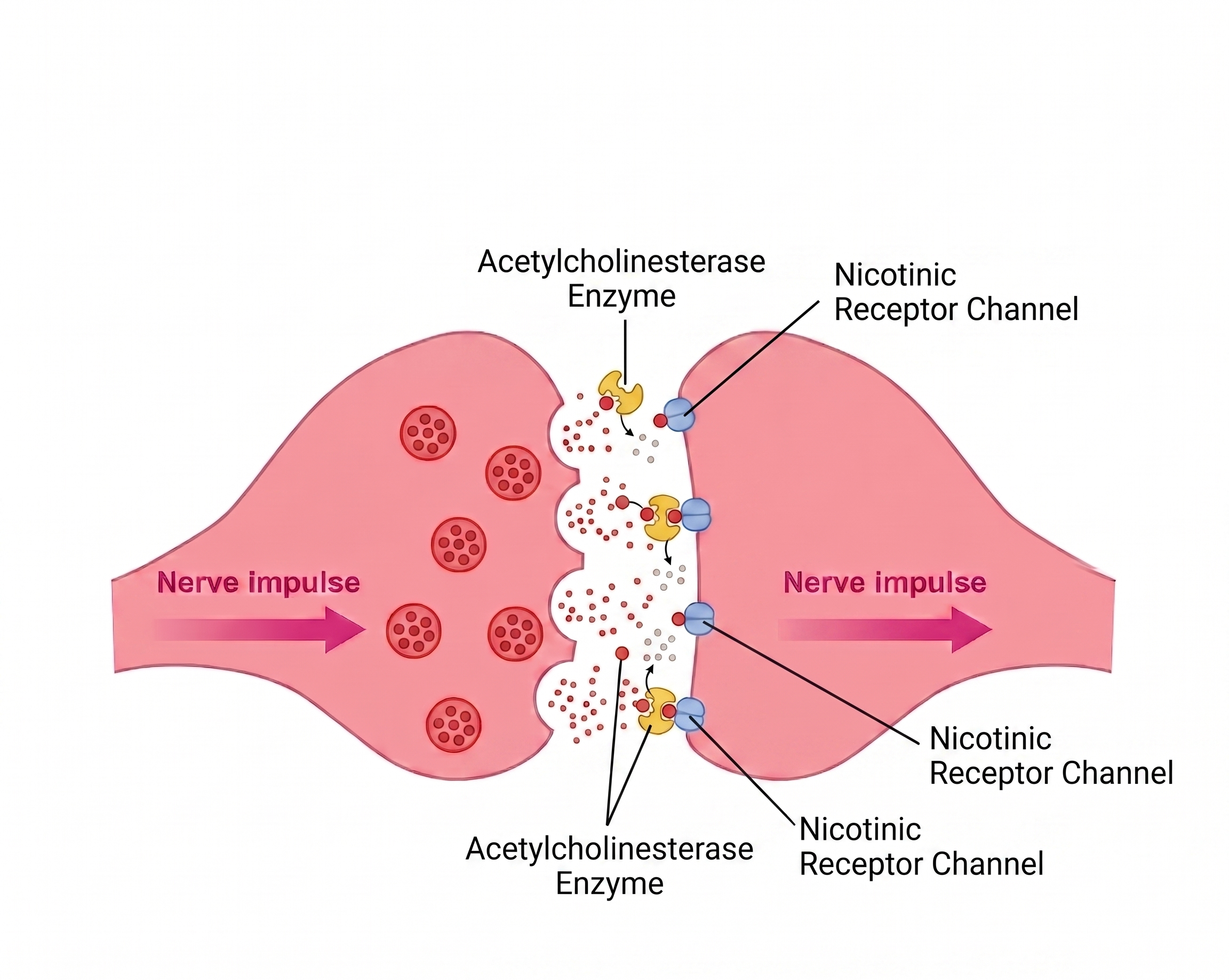 Nicotinic acetylcholine synapse
